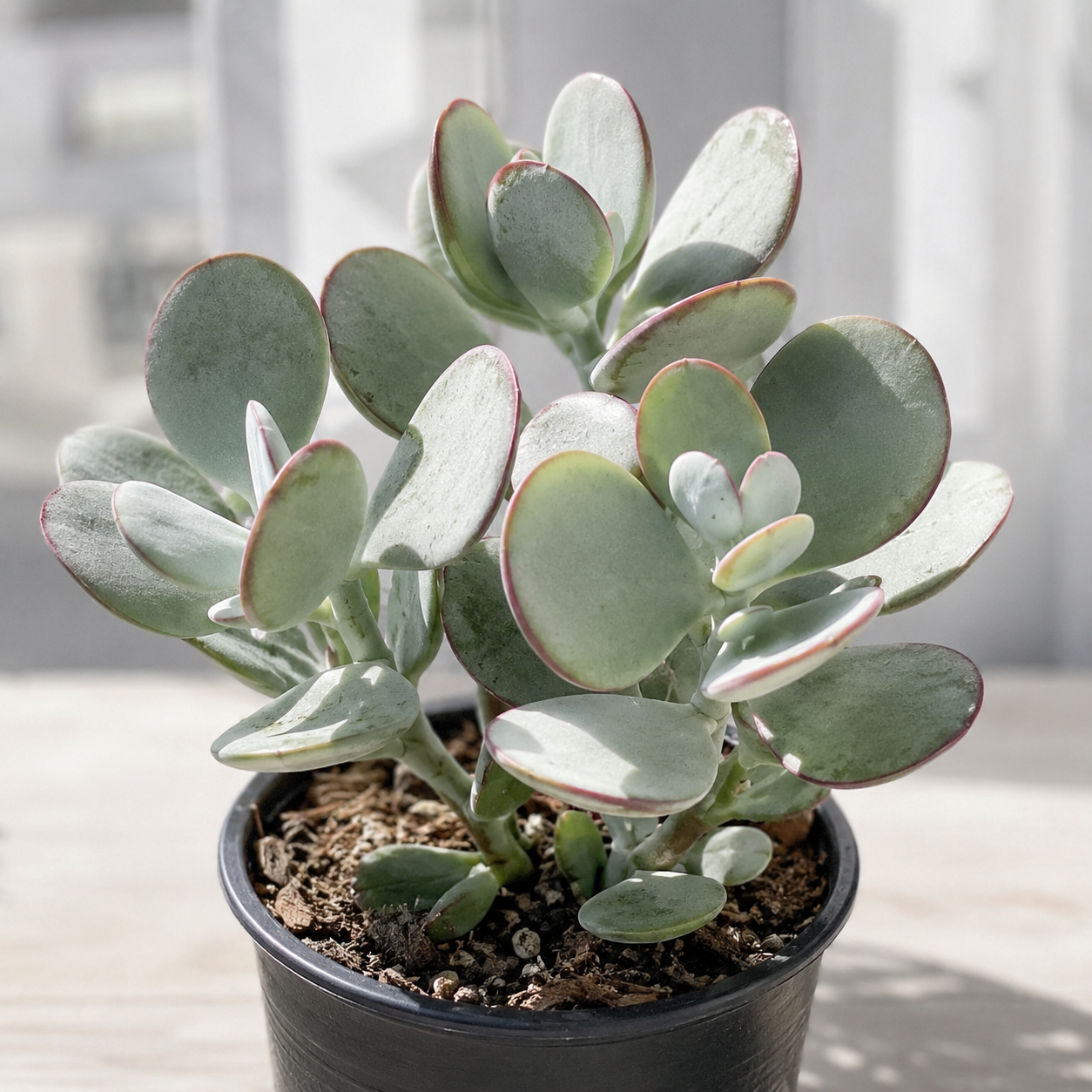 Crassula arborescens ‘Max Cook’ — Silver Dollar Jade - 140mm Pot