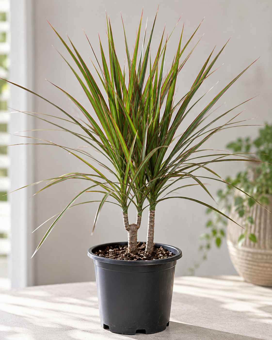 Dracaena marginata — Madagascar Dragon Tree 170mm