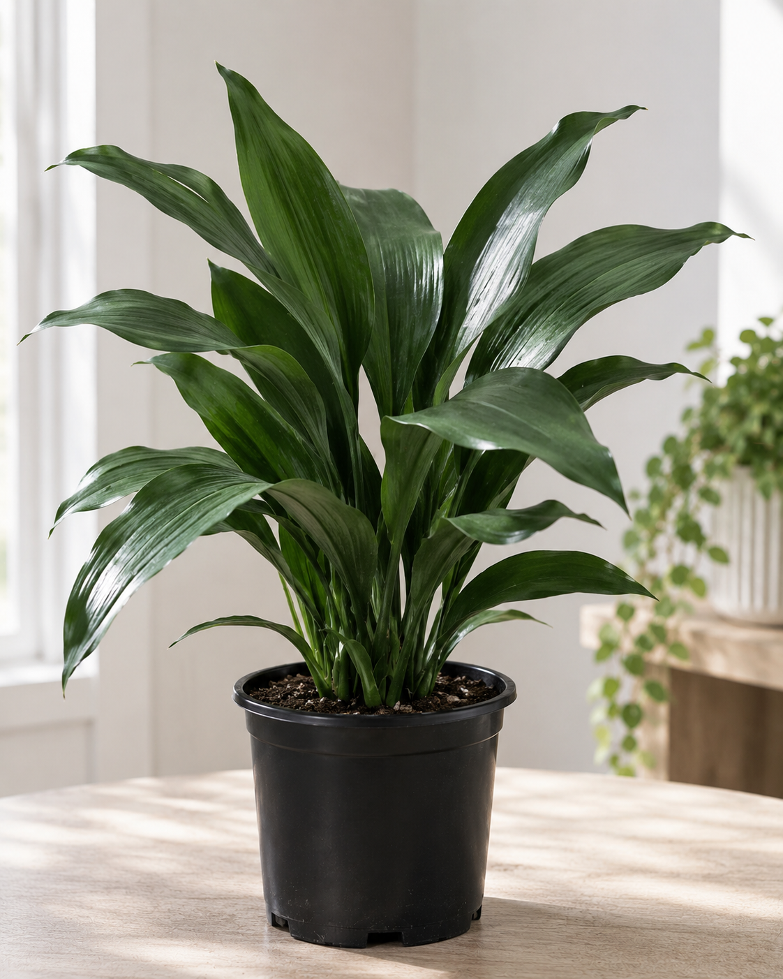 Aspidistra elatior — Cast Iron Plant 180mm
