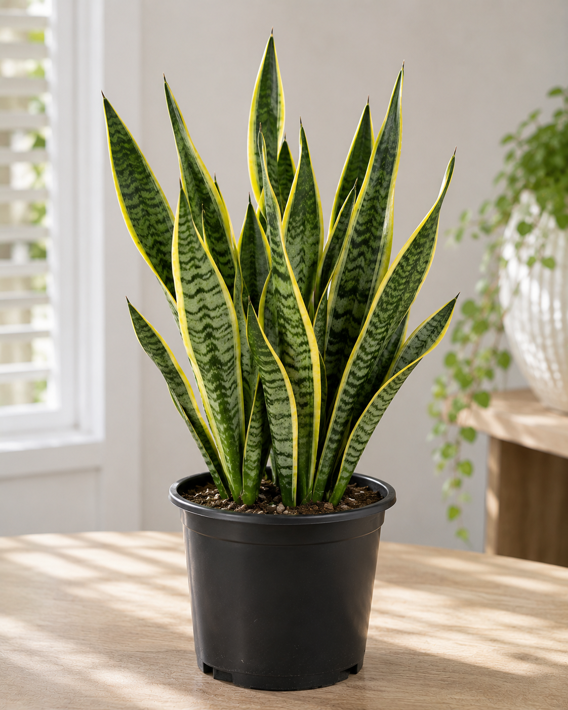 Sansevieria trifasciata ‘Laurentii’ — Variegated Snake Plant