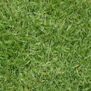 Dwarf Kikuyu